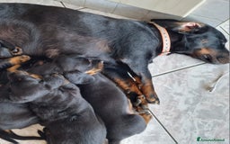 Alpenlaendische Dachsbracke cani in vendita: Cuccioli Alpenlaendische Dachsbracke Pedigree a Città Metropolitana di Torino - Immagine 6