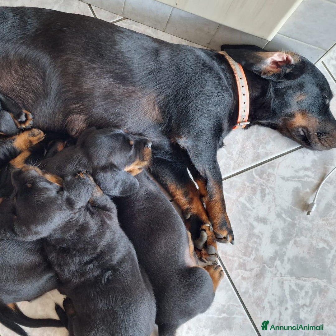 Alpenlaendische Dachsbracke cani in vendita: Cuccioli Alpenlaendische Dachsbracke Pedigree a Città Metropolitana di Torino - Immagine 6