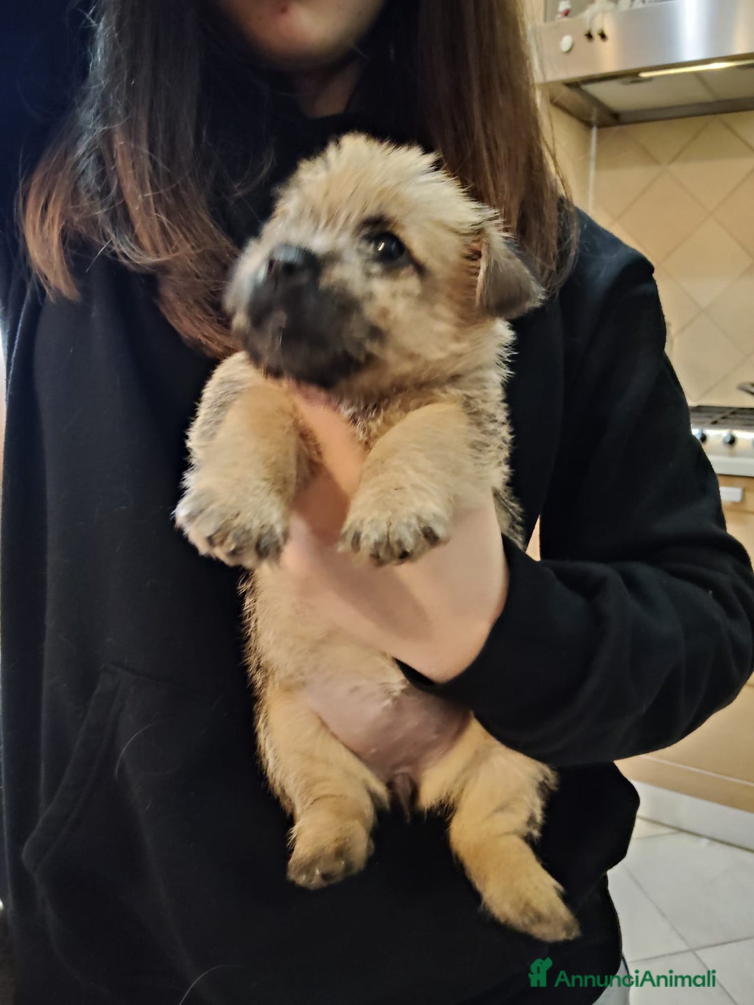 Norwich Terrier cani in vendita: Cuccioli di Norwich Terrier - Annuncio 3