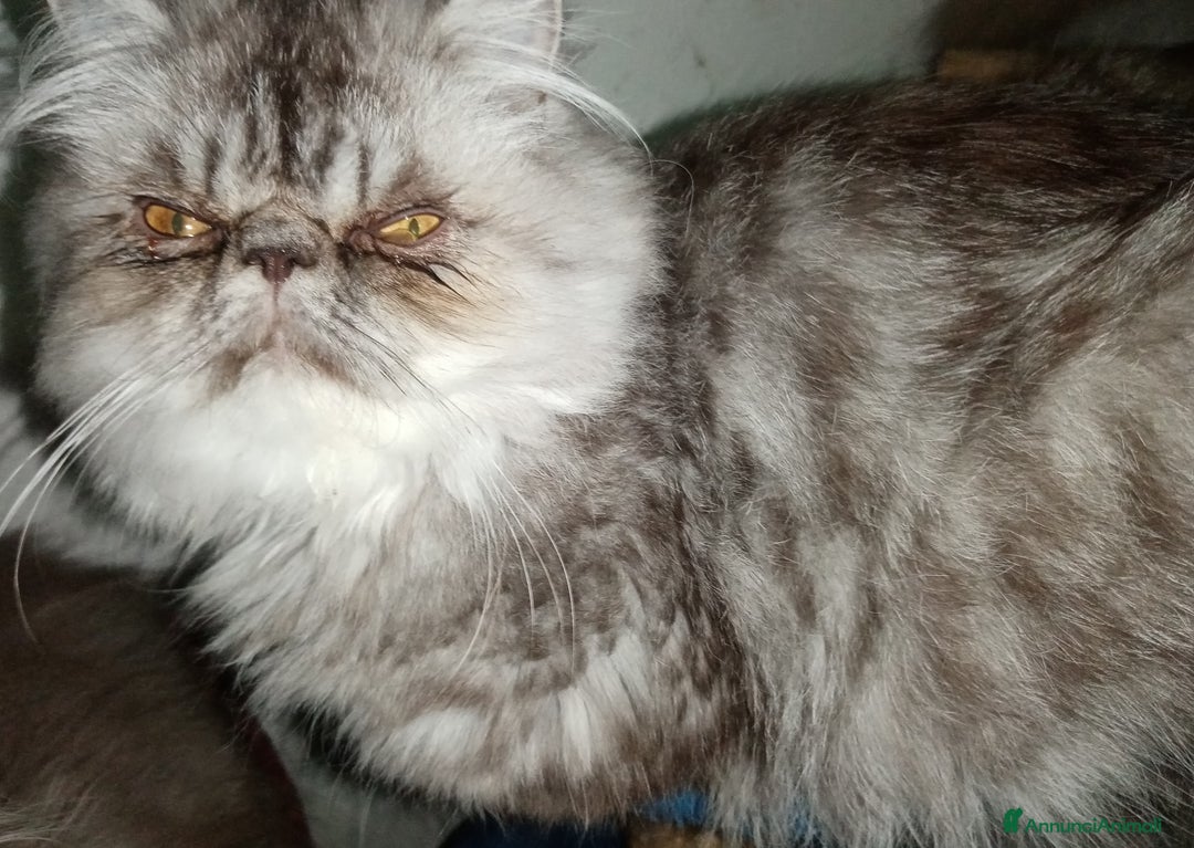 Persiano gatti in vendita: Cuccioli gatto Persiano pura razza  - Annuncio 3