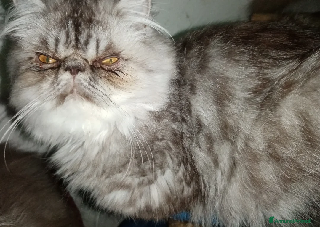 Persiano gatti in vendita: Cuccioli gatto Persiano pura razza  - Annuncio 3