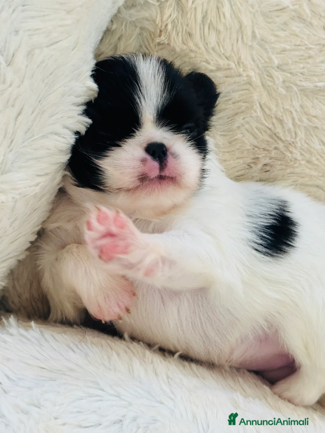 Immagine della galleria {{count}}