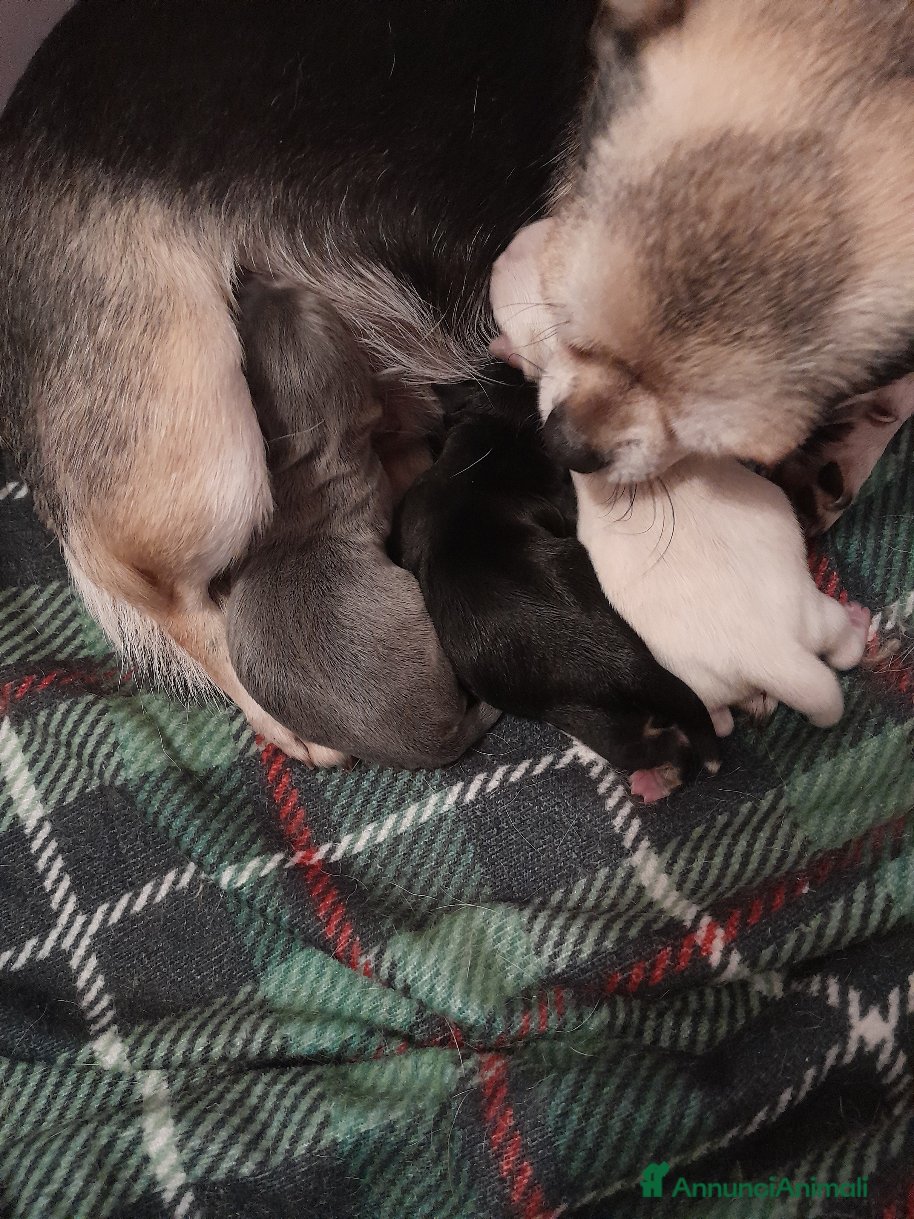 Chihuahua cani Chihuahua - Annuncio 9