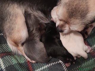 Chihuahua cani Chihuahua - Annuncio 9