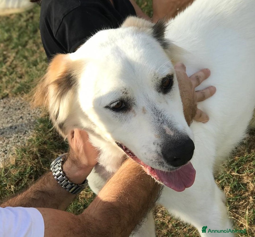 Meticcio cani in regalo: AIGOR dolcissimo simil labrador in adozione a Provincia di Latina - Annuncio 3