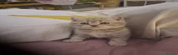 Scottish gatti in vendita: Fantastiche cucciole Scottish straight  - Annuncio 5