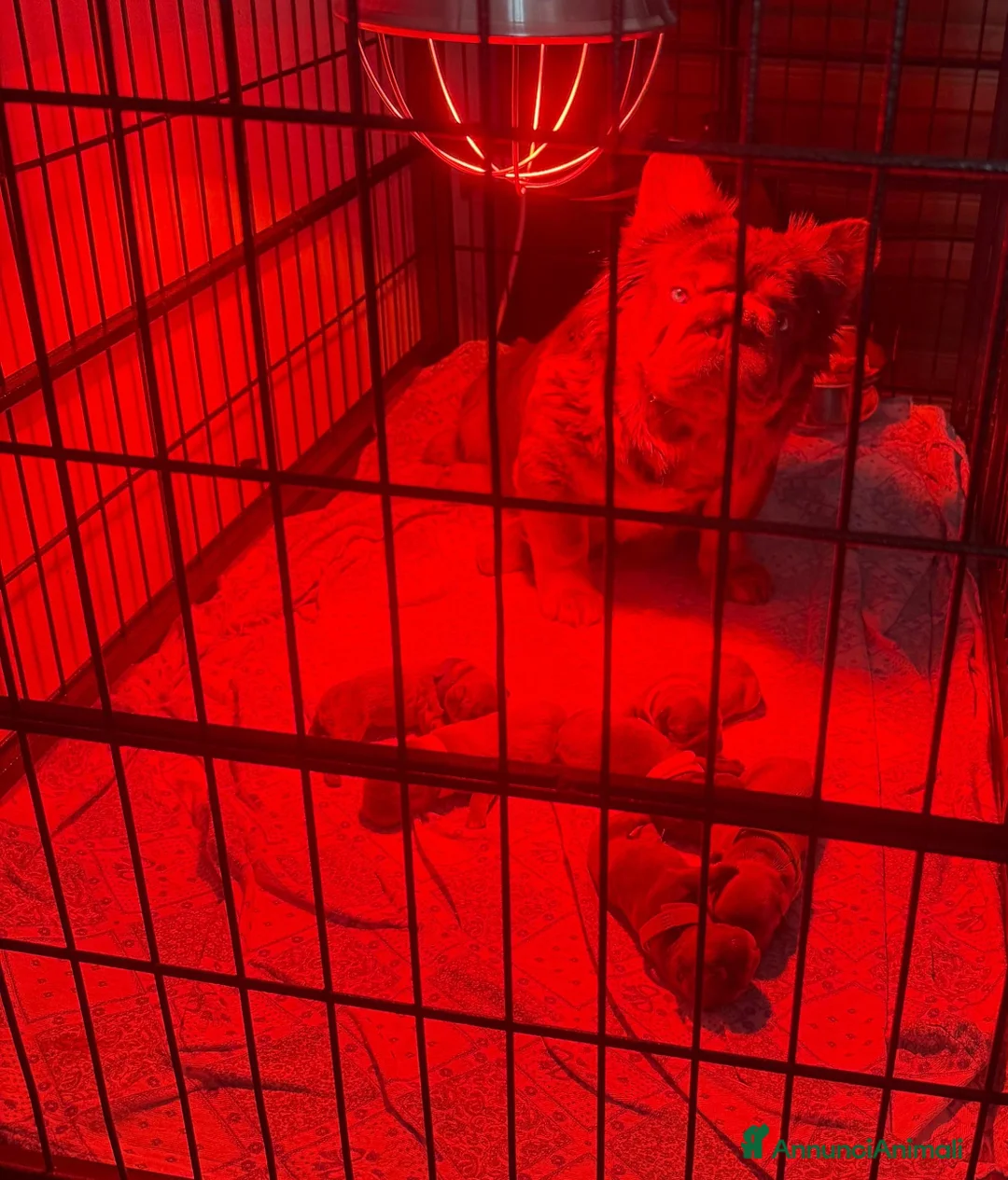 Bulldog Francese cani in vendita: Bulldog Francese  a Libero consorzio comunale di Agrigento - Annuncio 3