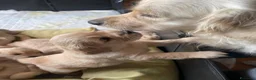 Golden Retriever cani in vendita: Cuccioli di Golsen Retriver  - Annuncio 3