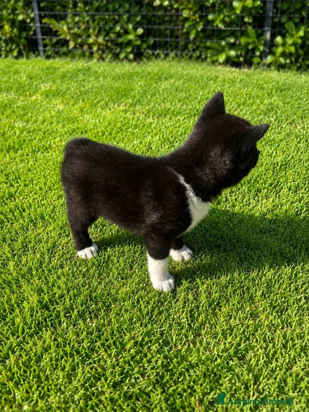 Akita Americano cani in vendita: Cucciolo di akita - Annuncio 4