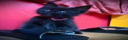 Maine Coon gatti in vendita: Piccole Pantere, Grandi Emozioni– Maine Coon Black - Annuncio 7