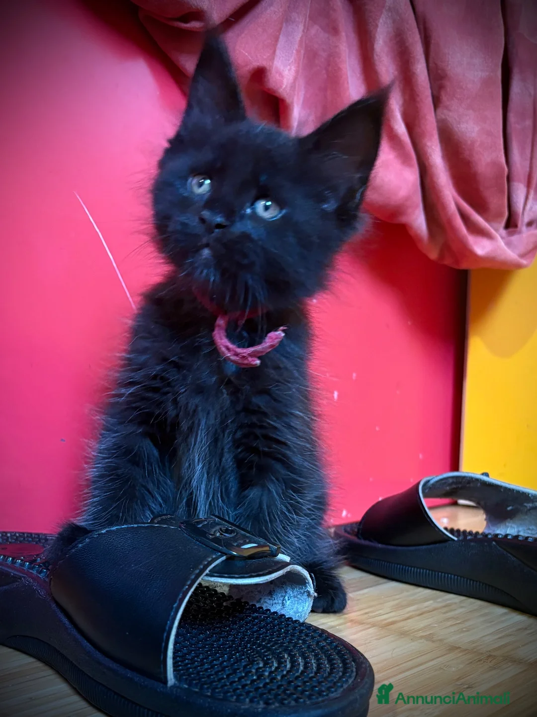 Maine Coon gatti in vendita: Piccole Pantere, Grandi Emozioni– Maine Coon Black - Annuncio 7
