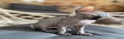 Sphynx gatti in vendita: Cuccioli Sphynks  - Annuncio 34