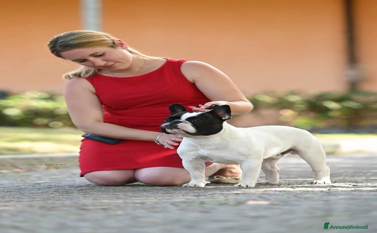 Bulldog Francese cani a Provincia di Salerno - Annuncio 4