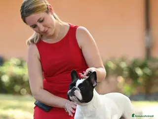 Bulldog Francese cani Bulldog francese x monta enci a Provincia di Salerno - Annuncio 14