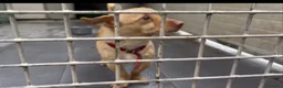 Meticcio cani in regalo: Ernesto: dolce monello taglia piccola  - Annuncio 7