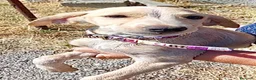 Meticcio cani in regalo: Ivory a Provincia di Savona - Annuncio 8