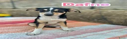 Meticcio cani in regalo: Cuccioli buttati in strada come spazzatura a Provincia di Modena - Annuncio 6