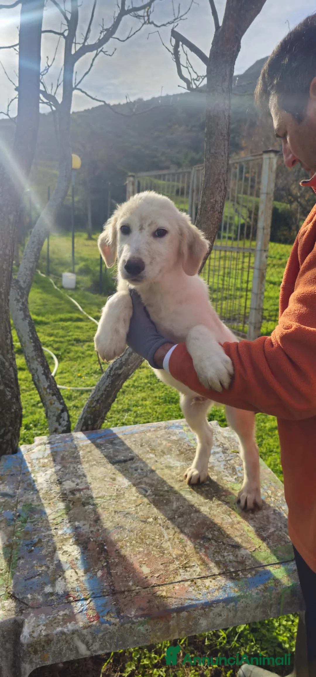 Altre razze cani in regalo: STELLA BOB E LISA - Annuncio 2