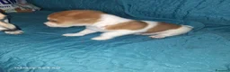 Jack Russell cani in vendita: Vendiita  - Annuncio 2