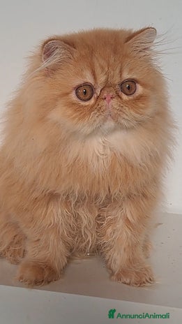 Persiano gatti - Annuncio 8