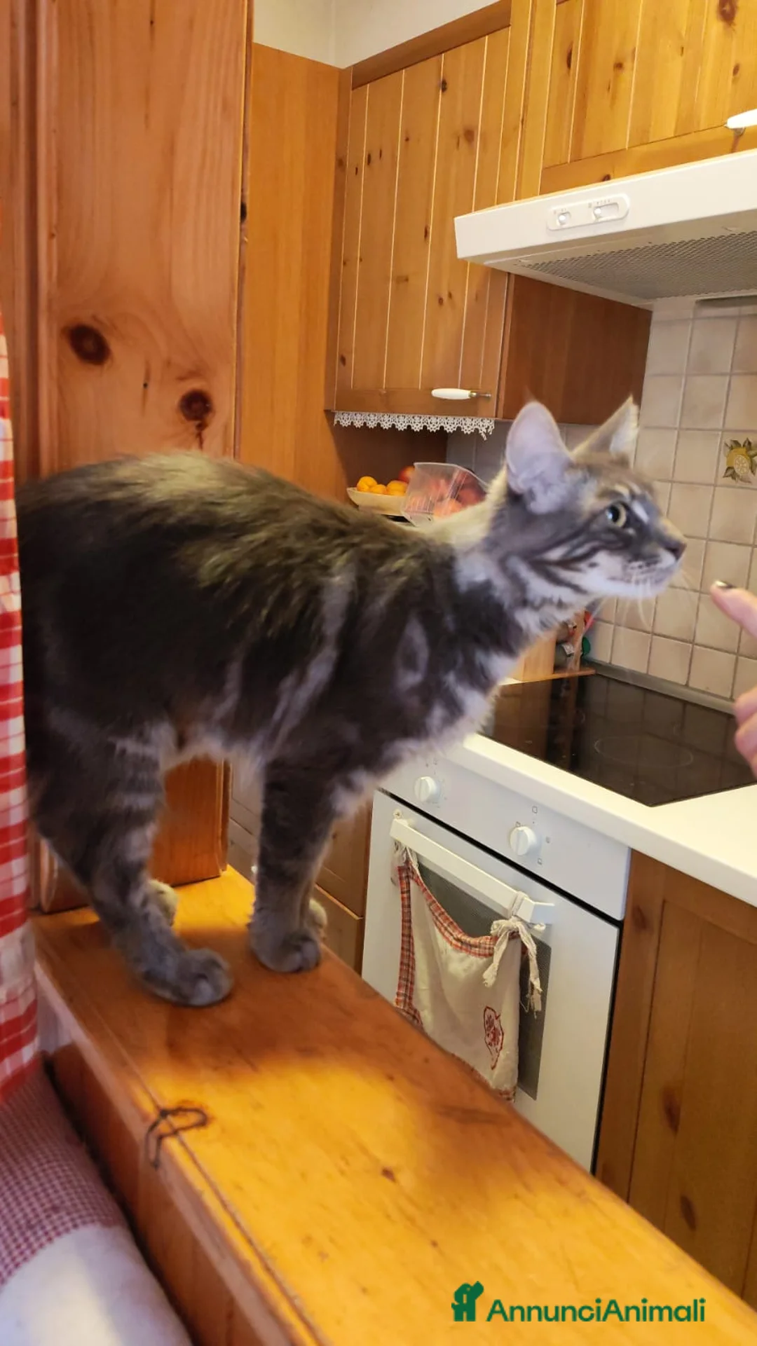 Meticcio gatti in regalo: Maine coon a Provincia di Sondrio - Annuncio 2