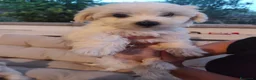Maltese cani in vendita: Gubbio Rimaste 3 maltesi femmine  a Provincia di Perugia - Annuncio 9