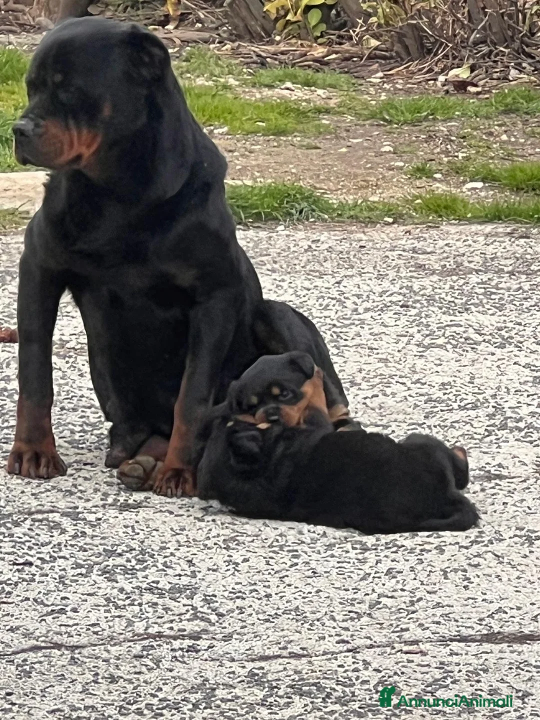 Rottweiler cani in vendita: Rottweiler splendido maschietto - Annuncio 2