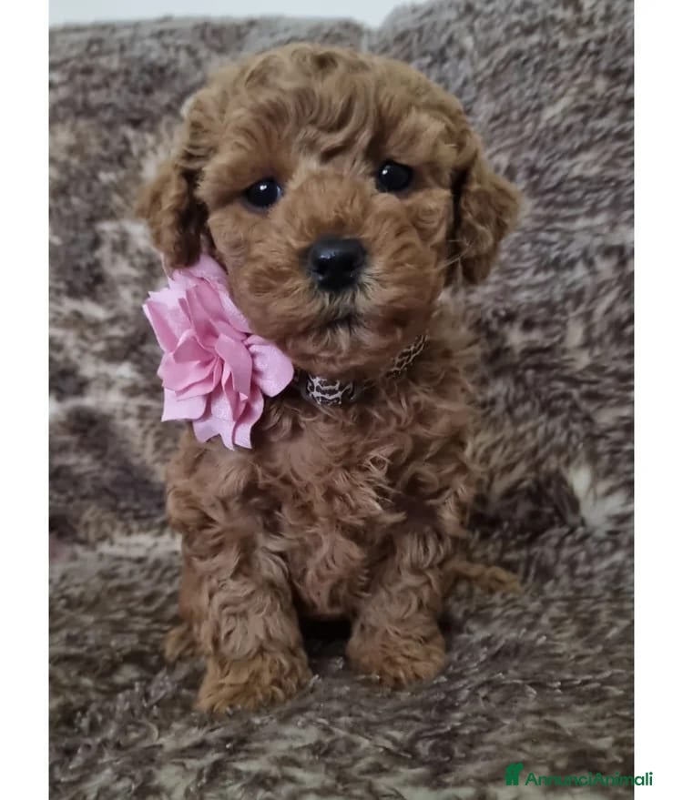 Maltipoo cani Cuccioli di Maltipoo ipoallergenici - Annuncio 1