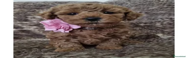 Maltipoo Cucciolo 2