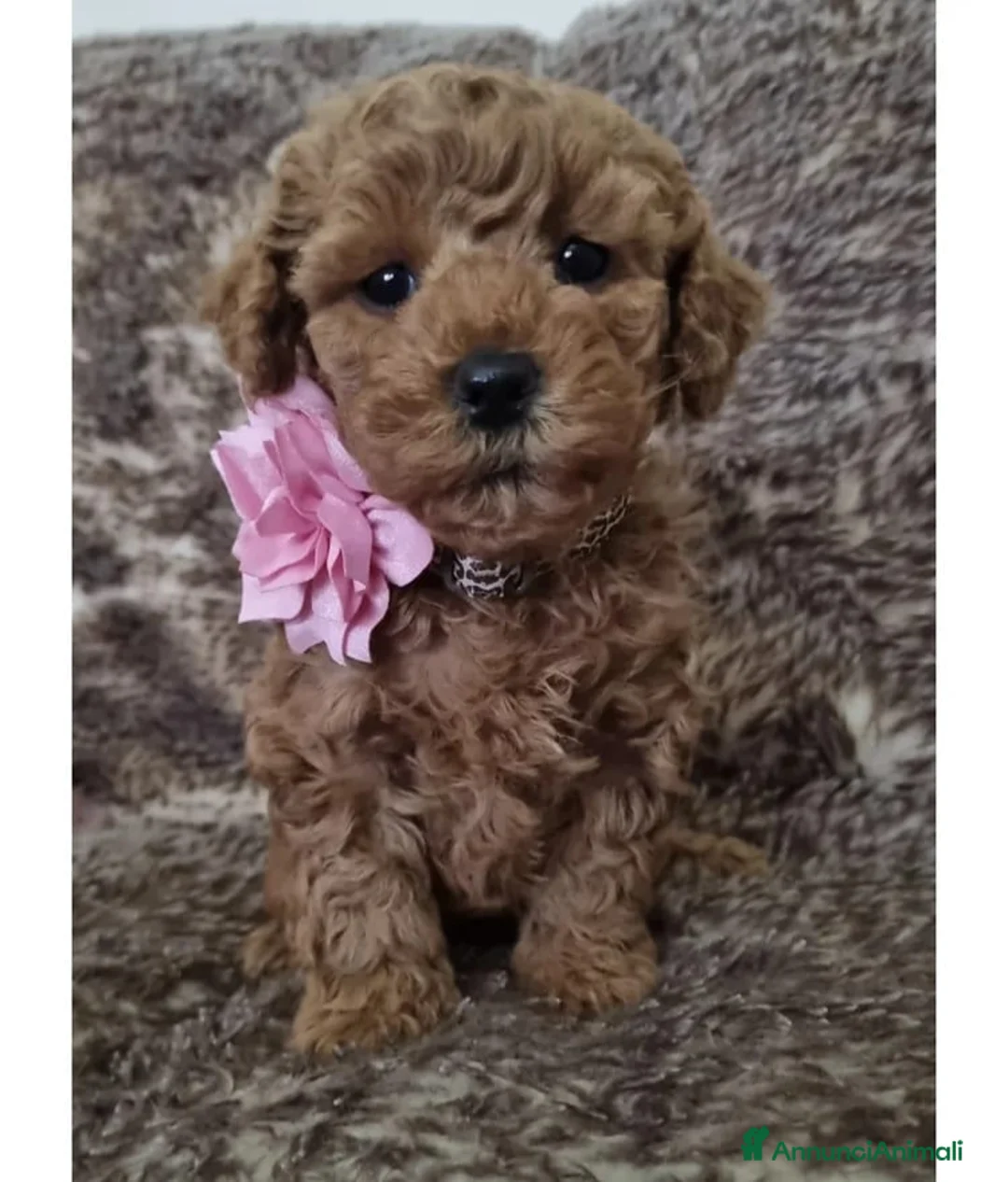 Maltipoo cani in vendita: Cuccioli di Maltipoo ipoallergenici - Annuncio 1