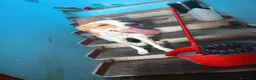 Meticcio cani in regalo: Le due sorelline del cuore cercano una casa! - Annuncio 5