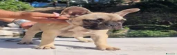 Bulldog Francese cani in vendita: Bulldog francese  - Annuncio 2
