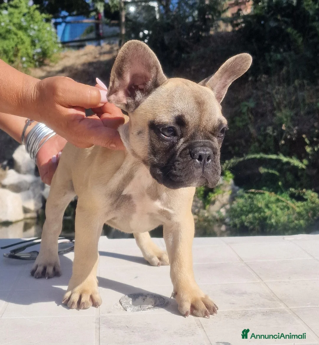 Bulldog Francese cani in vendita: Bulldog francese  - Annuncio 2