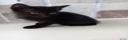 Europeo gatti in regalo: gatto cucciolo nero 1 mese cerca casa ❤️ - Annuncio 4