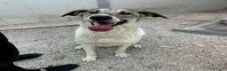 Meticcio cani in regalo: Maya: bellissima principessa taglia grande  - Annuncio 11