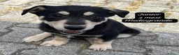 Meticcio cani in regalo: Adotta un cucciolo senza casa  a Provincia di Pistoia - Annuncio 2