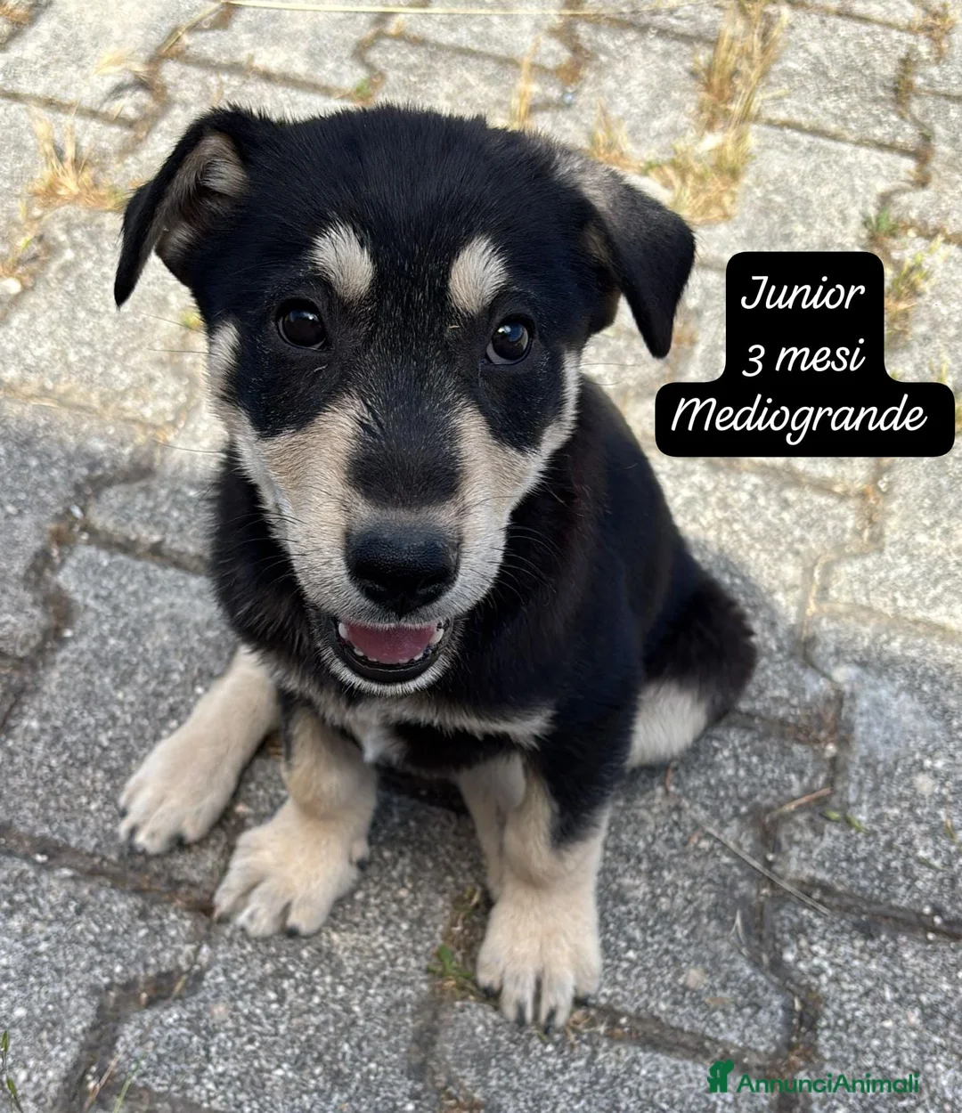 Meticcio cani in regalo: Adotta un cucciolo senza casa  a Provincia di Pistoia - Annuncio 2
