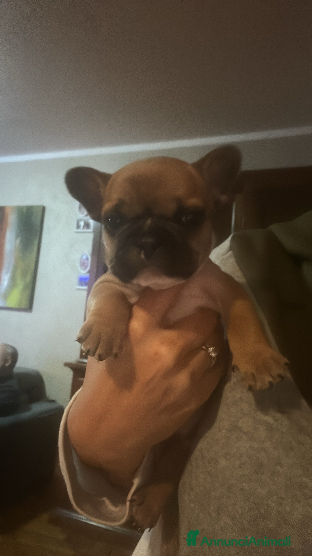 Bulldog Francese cani in vendita: Bulldog francese  - Annuncio 6