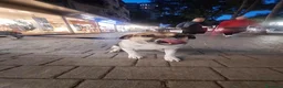Meticcio cani in regalo: Meravigliosa Lilù  a Città metropolitana di Milano - Annuncio 5