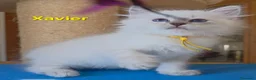 Siberiano gatti in vendita: Cuccioli di gatto siberiano neva masquerade - Annuncio 25