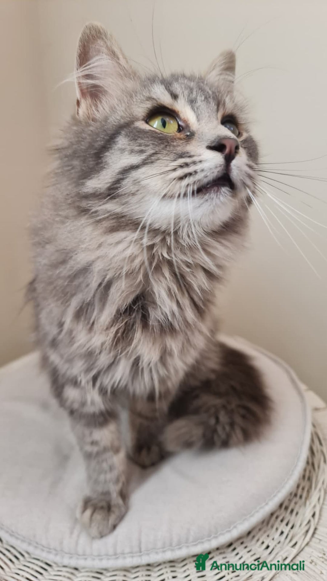 Europeo gatti in regalo: Giulio Cesare, 3 mesi e mezzo, pelo lungo - Annuncio 4