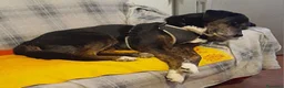 Meticcio cani in regalo: Loky 13ANNI A FINE MESE FINE STALLO! MILANO HELP - Annuncio 6