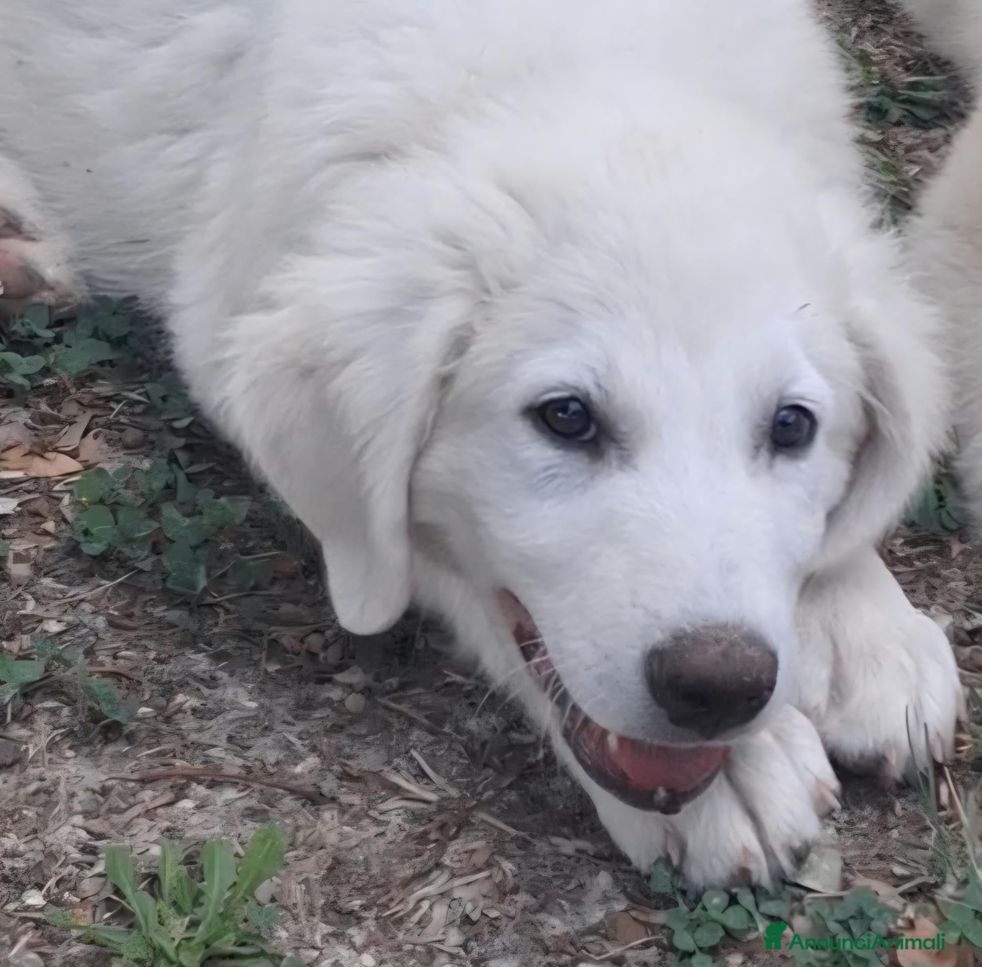 Pastore Abbruzzese Maremmano cani Cucciolo di Pastore Maremmano-Abruzzese Maschio - Annuncio 3
