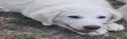 Pastore Abbruzzese Maremmano cani in vendita: Cucciolo di Pastore Maremmano-Abruzzese Maschio - Annuncio 1