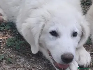 Pastore Abbruzzese Maremmano cani Cucciolo di Pastore Maremmano-Abruzzese Maschio - Annuncio 21