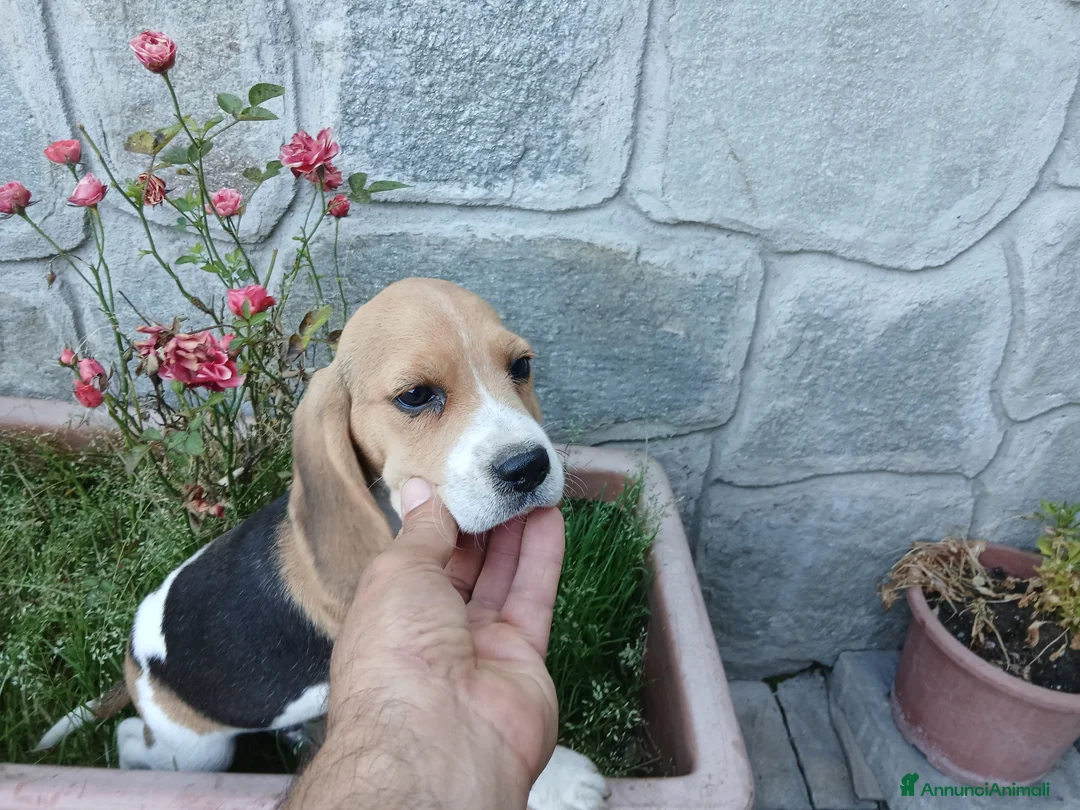 Beagle cani in vendita: BEAGLE CUCCIOLI - Annuncio 2