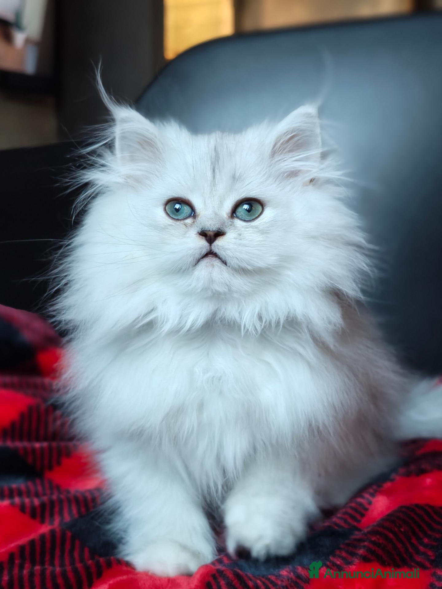 Persiano gatti in vendita: Gattini Persiani Chinchillà  - Annuncio 1