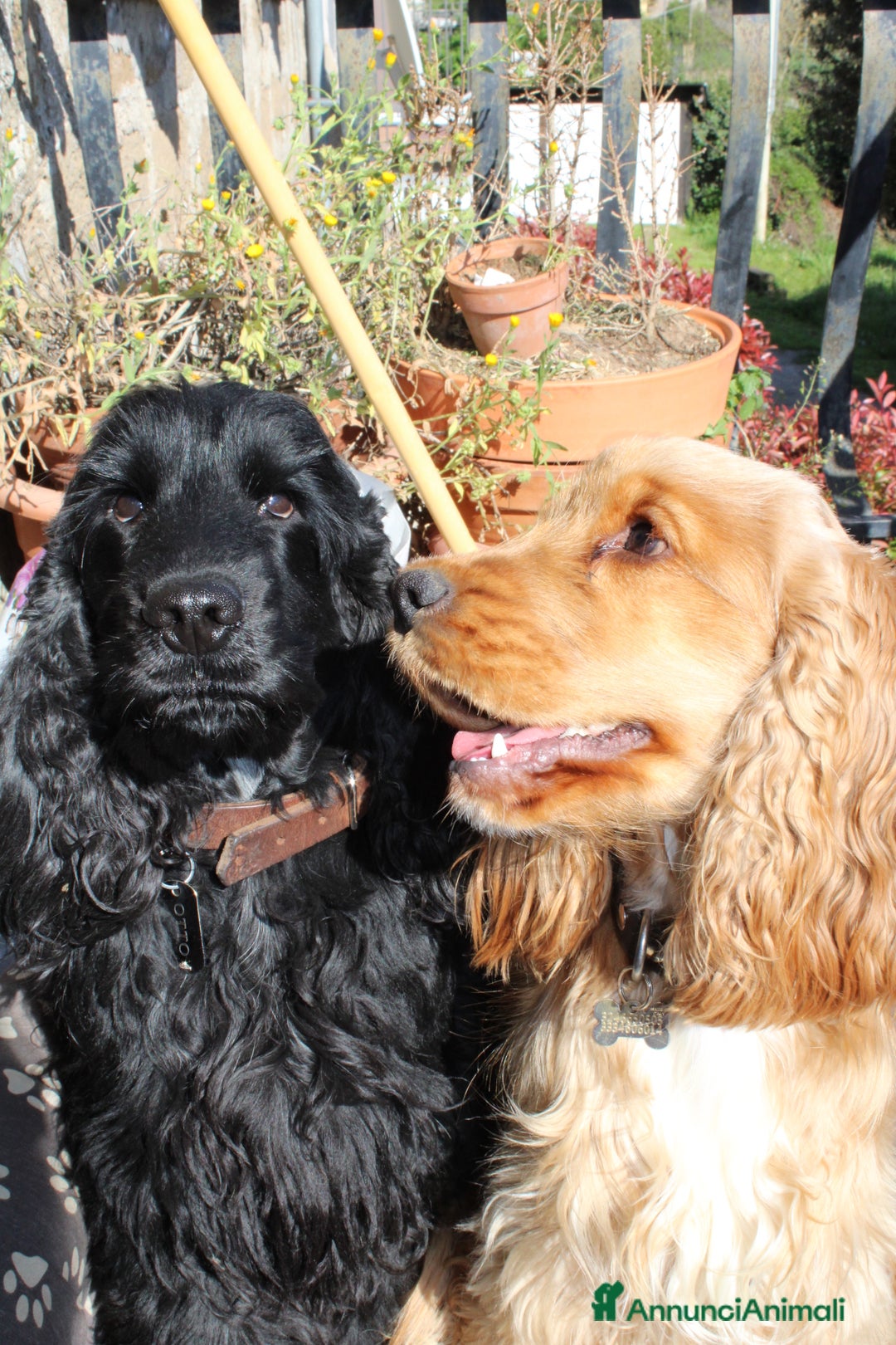 Cocker cani in vendita: Cocker spaniel inglese  - Annuncio 2