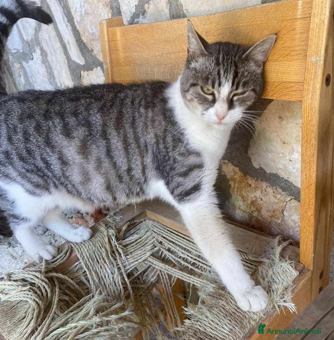 Europeo gatti in regalo: LICIA, dolce gatta in adozione! - Annuncio 2