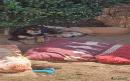 Segugio cani in regalo: Tiara - Annuncio 1